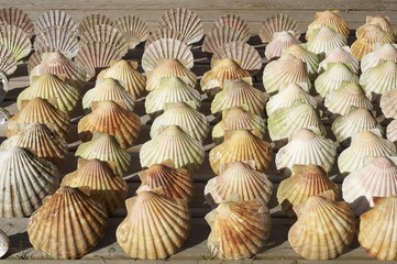 Scallop shells