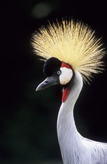 Black Crowned Crane or Kaffir Crane (Balearica pavonina)