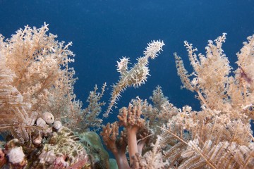 Fototapeta na wymiar Harlequin ghost pipefish (Solenostomus paradoxus), Leyte, Philippines, Pacific Ocean, Southeast Asia, Asia