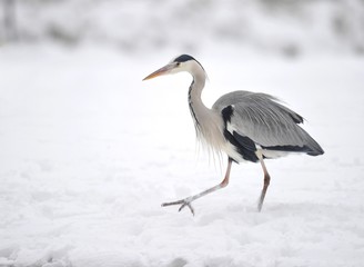 Obraz premium Grey Heron (Ardea cinerea) in the snow