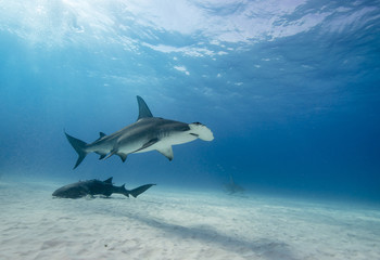 Great hammerhead shark underwater view Bimini, Bahamas. - obrazy, fototapety, plakaty