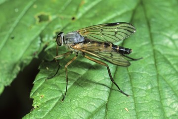 Soldierfly species (Atherix ibis)