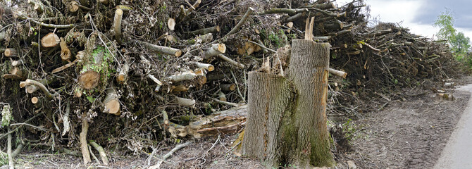 Stack of cut branches