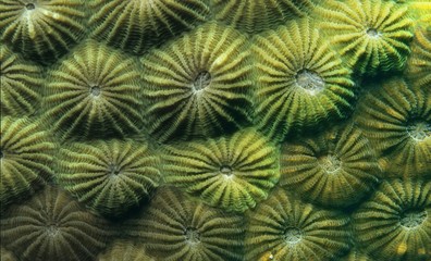 Polyps of a Stony Coral (Diploastrea heliopora), Indonesia, Southeast Asia, Asia © imageBROKER