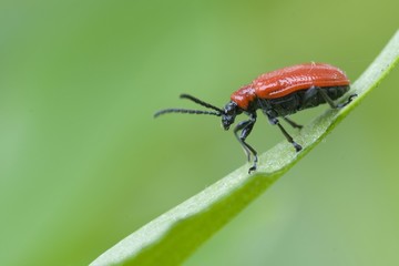 Scarlet lily beetle (Lilioceris lilii)