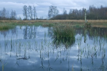 Bog pool, Bargerveen International Nature Park, Netherlands, Europe