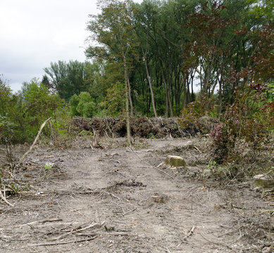 cleared area of a riparian forest