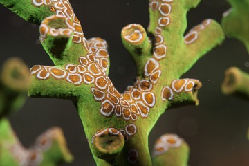 Black Sun Coral (Tubastrea micranthus), Philippines, Asia © imageBROKER