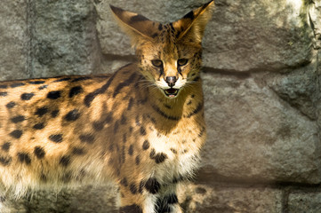 睨みつけサーバルキャット