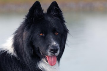 Dog (Canis lupus familiaris), male, cross-breed, portrait