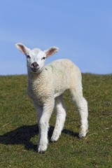 Lamb, domestic sheep, ewe lamb (Ovis ammon f. aries) standing on a dyke, Schleswig-Holstein, Germany, Europe