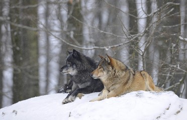 Mackenzie Valley Wolf, Alaskan Tundra Wolf or Canadian Timber Wolf (Canis lupus lycaon), two wolves in the snow