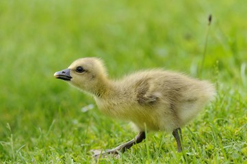 Greylag goose (Anser anser) gosling