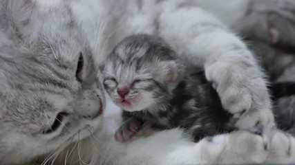 American shorthair cat hugging her newborn kitten with love 4 - Powered by Adobe