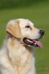 Female Golden Retriever (Canis lupus familiaris), two-year old dog, portrait