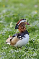 Mandarin Duck (Aix galericulata), drake