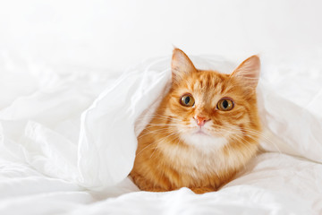 Fototapeta na wymiar Cute ginger cat lies on bed. The fluffy pet comfortably hid under a blanket to sleep or to play. Cute cozy background, morning warm bedtime at home