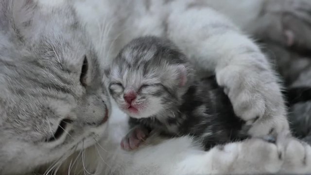American shorthair cat hugging her newborn kitten with love 4
