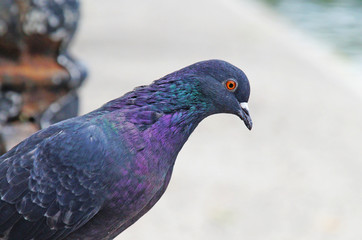 Pigeons among the cityscape. Pigeons are sitting in the city park.
