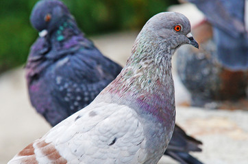Pigeons among the cityscape. Pigeons are sitting in the city park.
