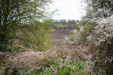Fototapeta premium Beautiful white blooming flowers on the tree during the spring in England