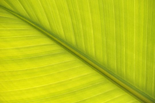 Leaf of a Bananito (Musa acuminata), banana plant