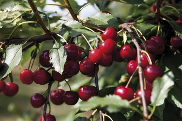 Sour cherries (Prunus cerasus)