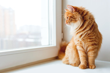 Fototapeta premium Ładny kot imbir umiejscowiony na parapecie i czeka na coś. Puszyste zwierzę wygląda w oknie.