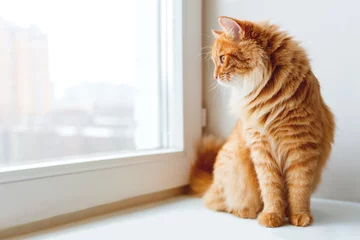 Wall murals Cat Cute ginger cat siting on window sill and waiting for something. Fluffy pet looks in window.