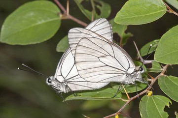 Black-veined whites (Aporia crataegi), mating, near Lake Kerkini, Greece, Europe