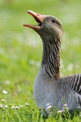 Greylag goose (Anser anser)