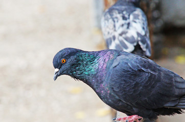 Pigeons among the cityscape. Pigeons are sitting in the city park.
