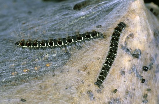 Small Eggar (Eriogaster lanestris), caterpillars outside of their communal cocoon