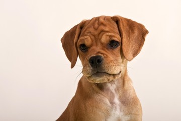 Puggle puppy, portrait