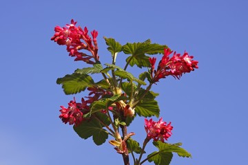 Flowering currant (Ribes sanguineum), ornamental shrub