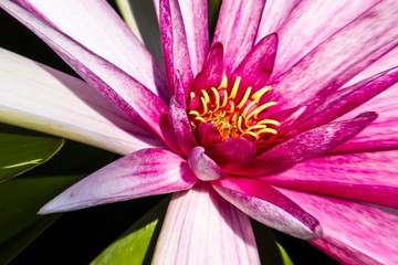 Water lily (Nymphaea)