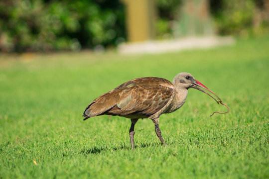 Hadeda Ibis with worm