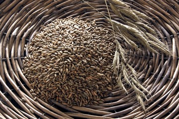Rye (Secale cereale) with spikes in a wicker plate