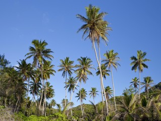 Fototapeta na wymiar Coconut palm grove (Cocos nucifera), La Digue island, Seychelles, Africa, Indian Ocean, Africa