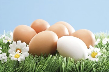 Brown eggs and a white one on an artificial flower meadow