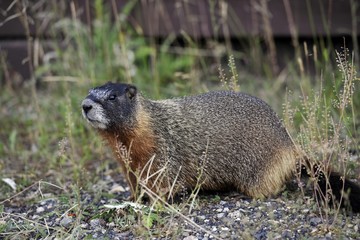 Yellow-bellied marmot (Marmota flaviventris) also known as rock chuck, sitting in front of its burrow, Yellowstone National Park, Wyoming, United States of America, USA, North America