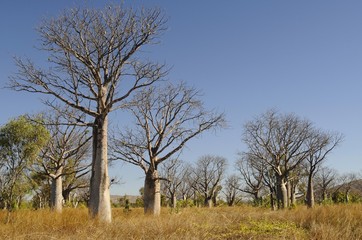 Fototapeta premium Boab trees (Adansonia gregorii), Kimberley Plateau, Australia, Oceania