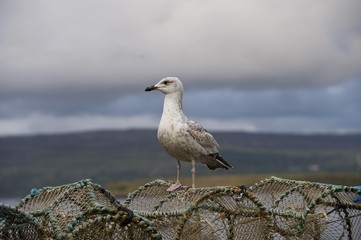 Seagull on lobster pots, Isle of Mull, Scotland, UK, Europe