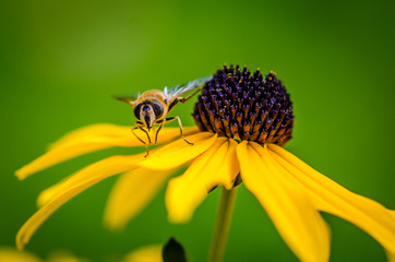 Bee landing on a yellow flower