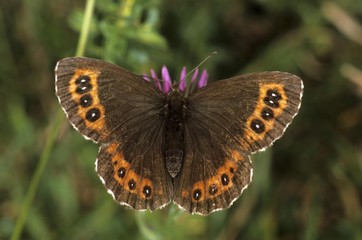 Fototapeta premium Arran Brown (Erebia ligea) drinking nectar