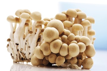 White Beech Mushrooms, White Clamshell Mushrooms (Hypsizygus tessulatus)