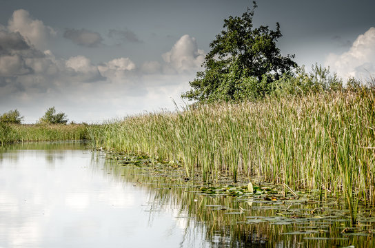 In the Weerribben in Holland