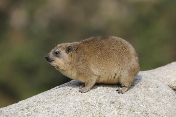 Rock Hyrax or Cape Hyrax (Procavia capensis)