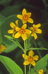 Fototapeta na wymiar Garden Loosestrife or Yellow Loosestrife (Lysimachia vulgaris)