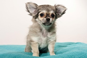 Chihuahua puppy